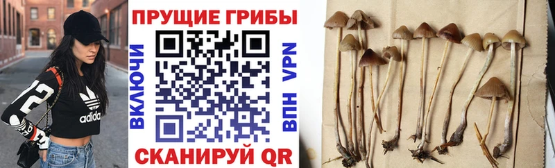 гидра зеркало  купить   Цивильск  это какой сайт  Псилоцибиновые грибы Magic Shrooms 